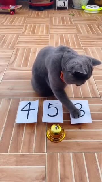 Cat_Funny_Video_#Short_ll_Funny_Cat_Video
