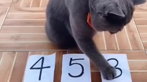 Cat_Funny_Video_#Short_ll_Funny_Cat_Video