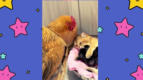 Kittens Teach Rooster And Hens How To Care For Chickens
