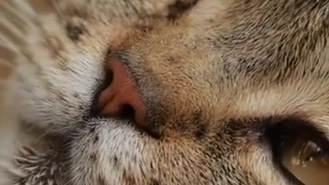 Way to make a cat like you