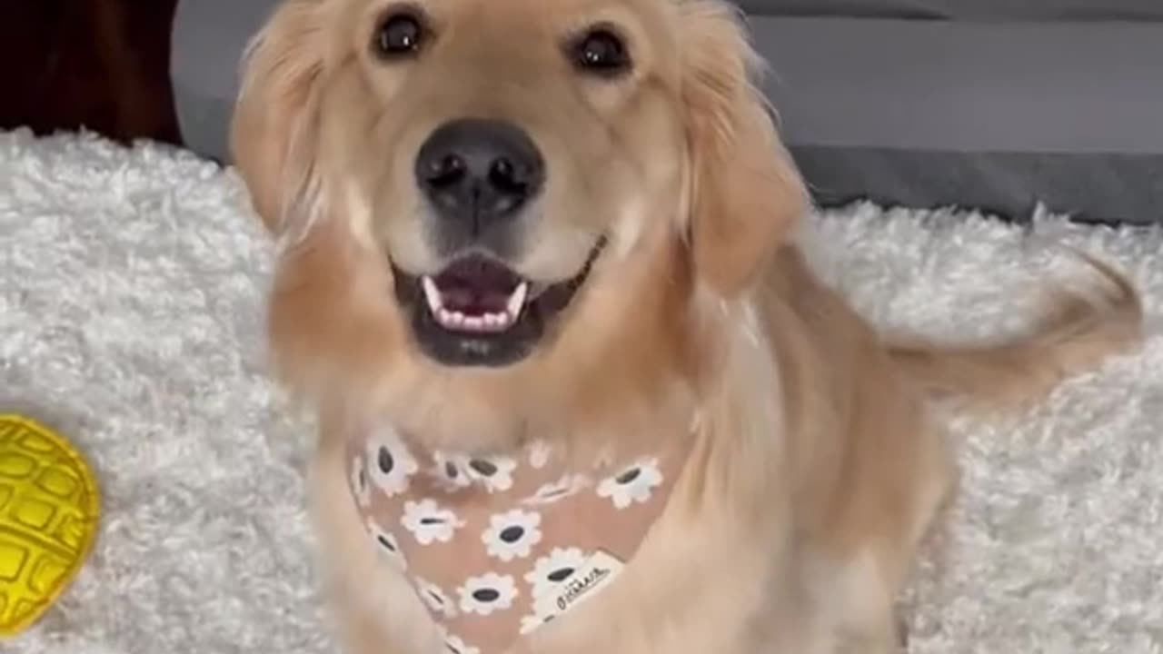 A Golden Retriever’s Theme Song 😊🎵 #dogshorts #puppy #dogs #goldenretriever #puppies #cutepuppy