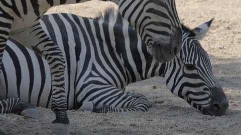 zebra lover