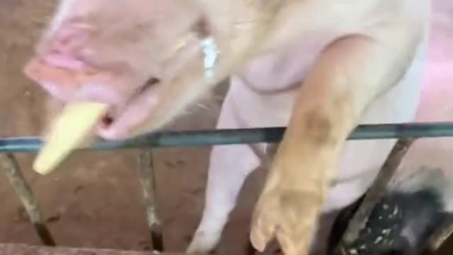 Pigseaticecream.
