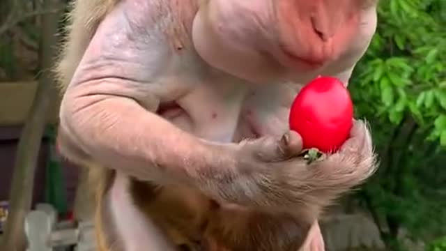 Monkey 🐒monkey 🐒