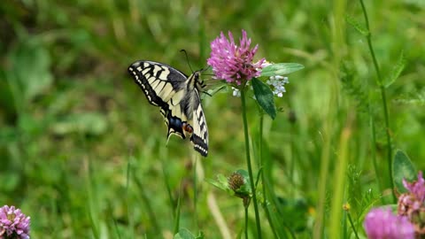 Butterfly shorts