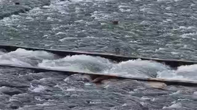 a group of birds downstream