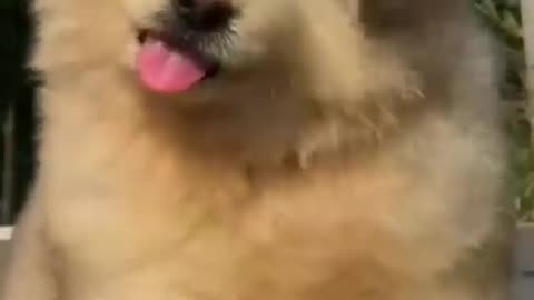 Cute 🐕 dog funny video