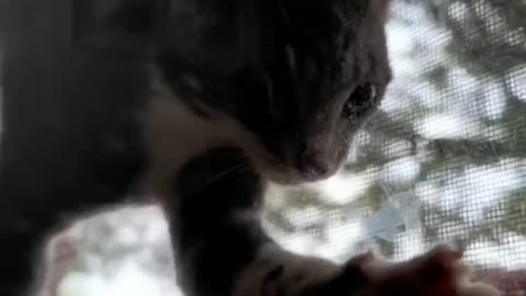 VERY FUNNY CATS and DOGS 🐱🐶 New Funniest Animals Videos 2023 😂