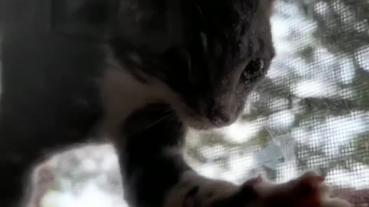 VERY FUNNY CATS and DOGS 🐱🐶 New Funniest Animals Videos 2023 😂