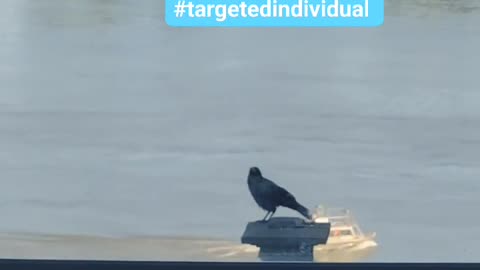 Small example of predatory birds 🐦 🐦‍⬛ my nanochipped eyes 👀 attracts to me