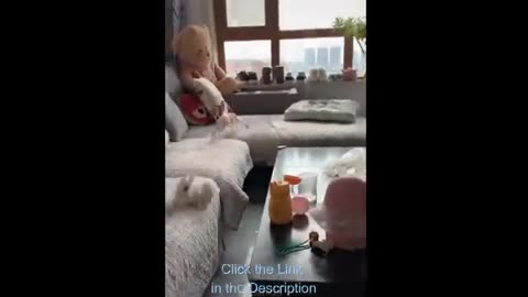 animal lover - dog vs bunny
