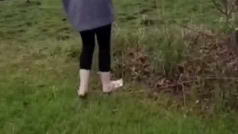 donkey laughs at dog for accidentally touching electric fence