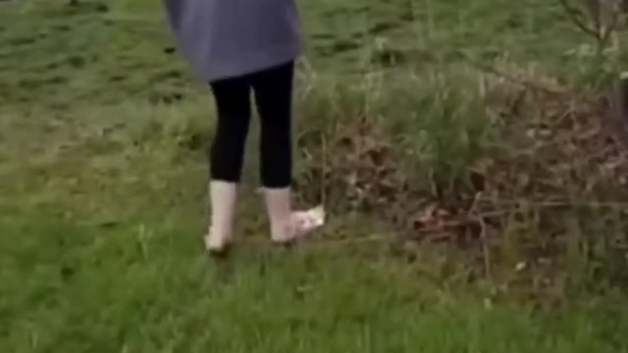 donkey laughs at dog for accidentally touching electric fence