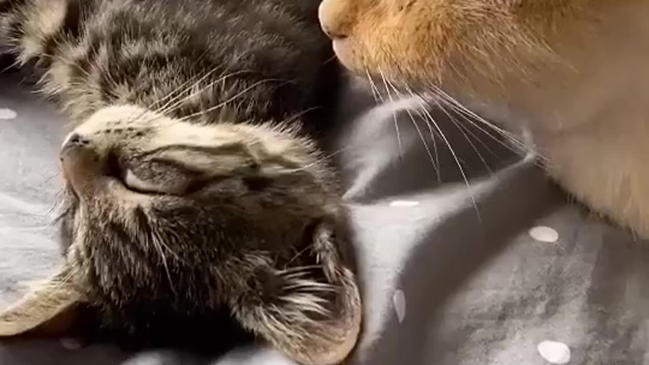 Cat friends cat fails dancing cats fighting cats