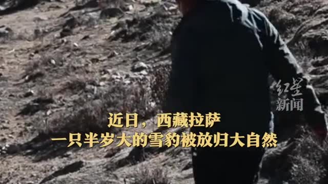 Half year old snow leopard doesn't want to go home