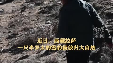 Half year old snow leopard doesn't want to go home