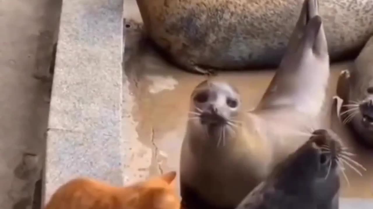 Funny animals 2023😆- Funny cats and dogs videos 🐈🐕 P-6
