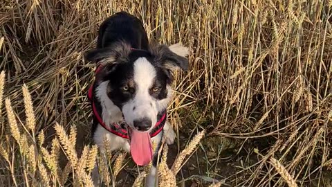 Mylo in the wheat feild