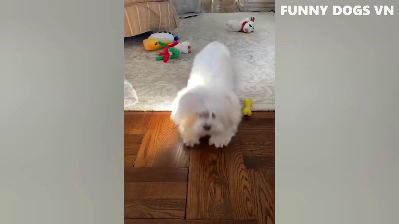 Funny Dogs And Cats - Try Not To Laugh