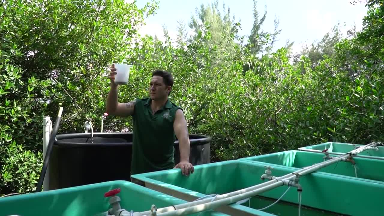 Animal Sciences