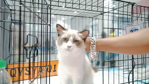 Best Ragdoll Cat Malaysia