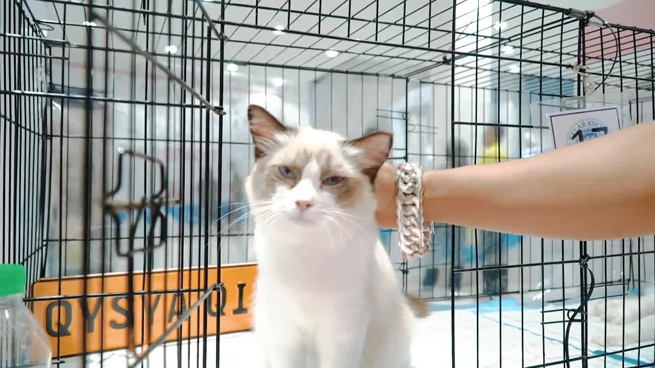 Best Ragdoll Cat Malaysia