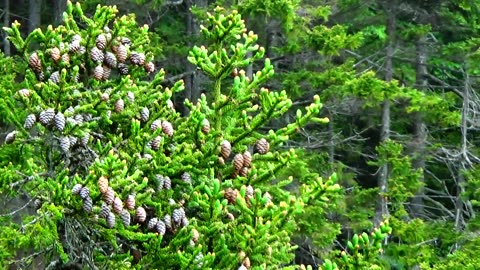 Pine Cones