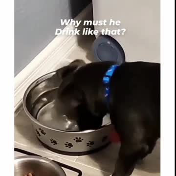 Funny Dog Training 2022