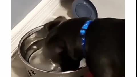 Funny Dog Training 2022