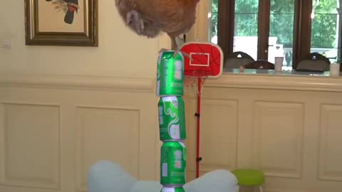 Amazing 👏 🙀 😯 😮 😲 viedo