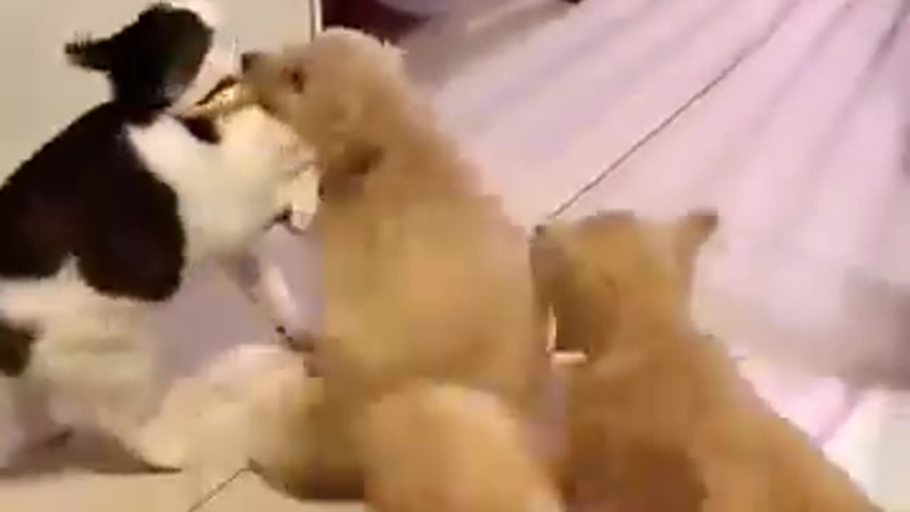 Funny animals 4 ...... 🤣🤣🤣