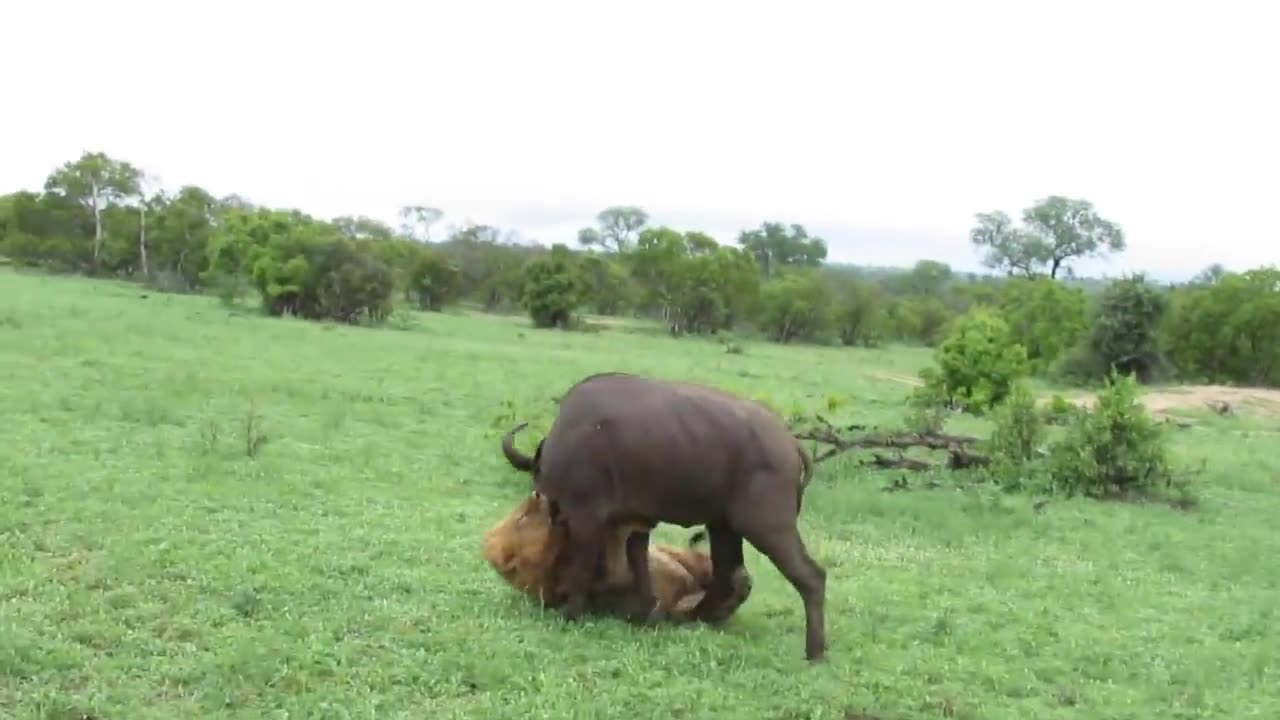 Lone male lion hunter