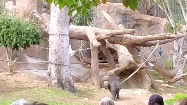 Wandering Gorilla