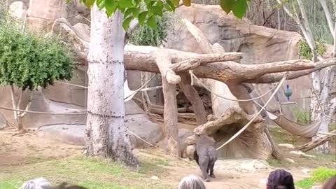 Wandering Gorilla