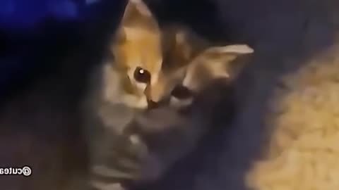 Funny animal videos|Cute animal videos |Funny dog&cat videos|Hilarious pet videos|funny video