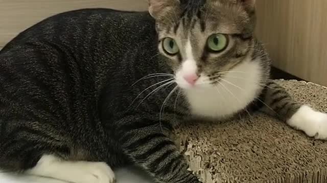 baby cat head shaking dance