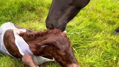 For the horse lovers 🐴🐎❣️