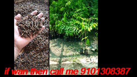 Agarwood Seeds buy online | how to buy Agarwood seeds