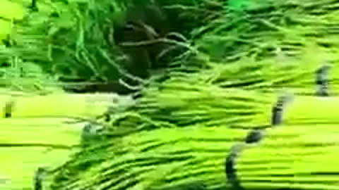 تلاوت کلام پاک ماشاءاللہ