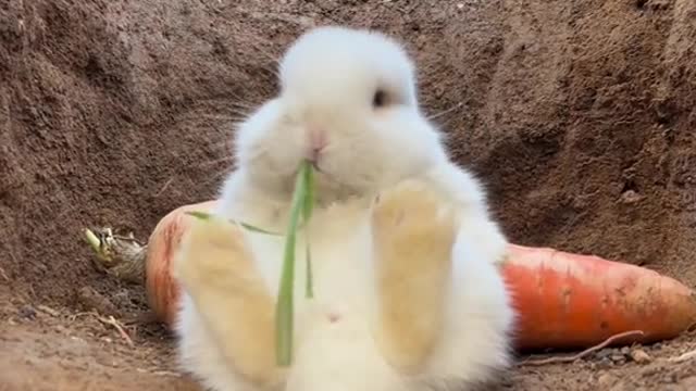 Cute rabbit funny 🔥