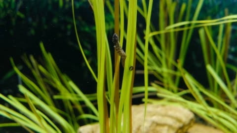 The sea horse in the sea