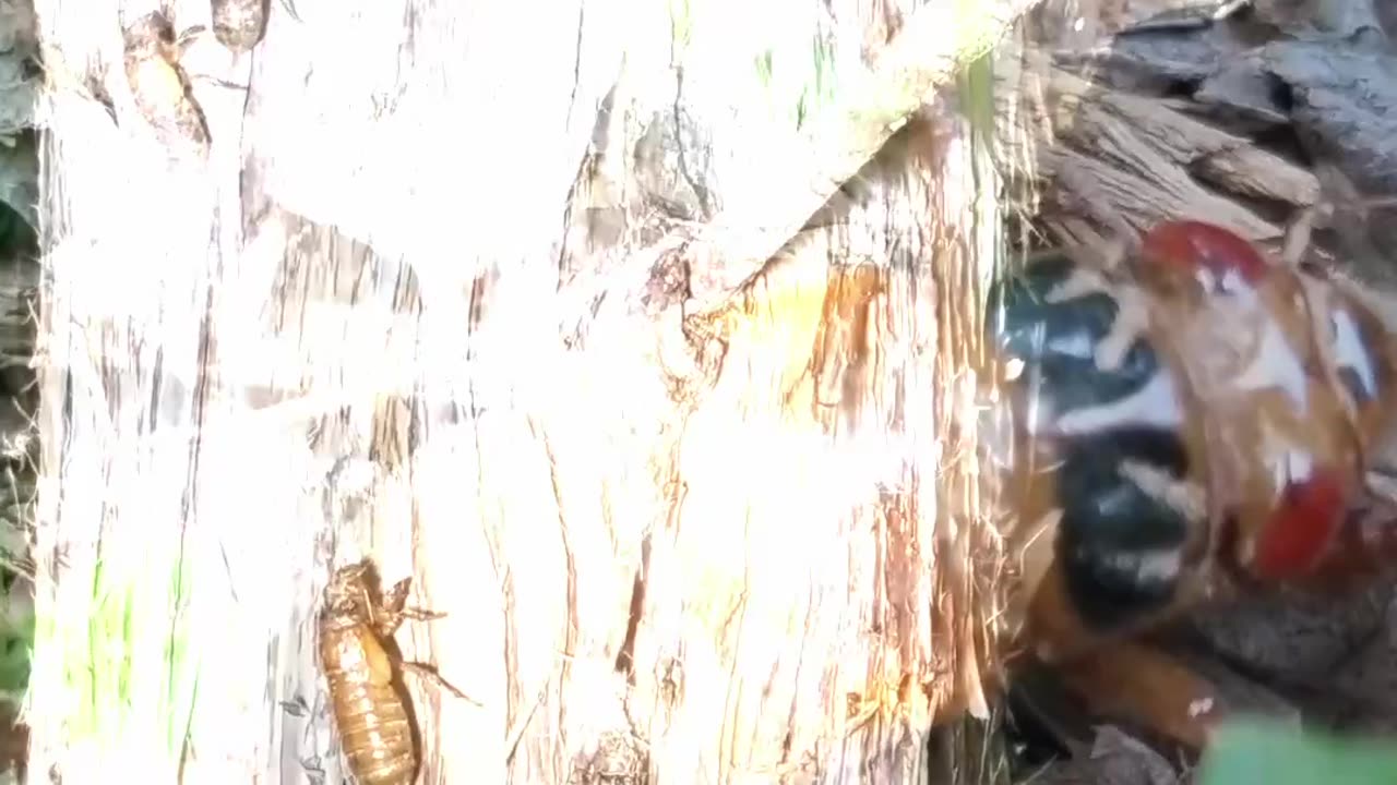 Watch The Amazing Periodical Cicada Emergence #insects