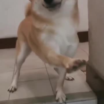 Cute Dog-Welcome the owner back home.