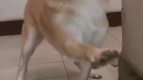 Cute Dog-Welcome the owner back home.