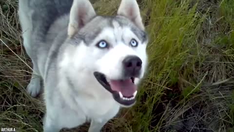 The World's Top 10 Most Powerful Guard Dogs