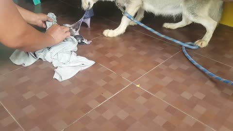 First time dog giving birth to a baby
