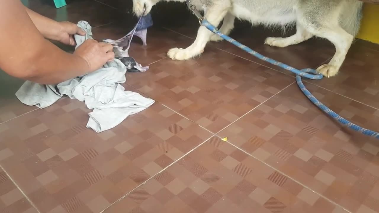 First time dog giving birth to a baby