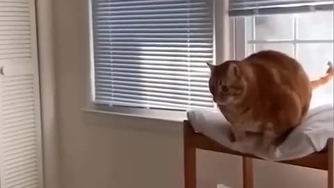 funny animals