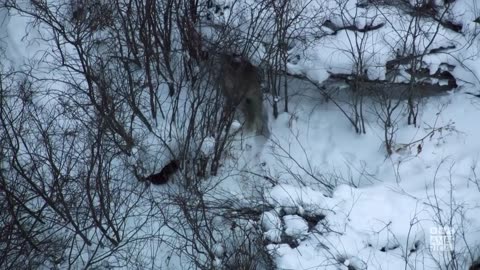 Wolves vs Bison - Who Will Win - Frozen Planet II - BBC America