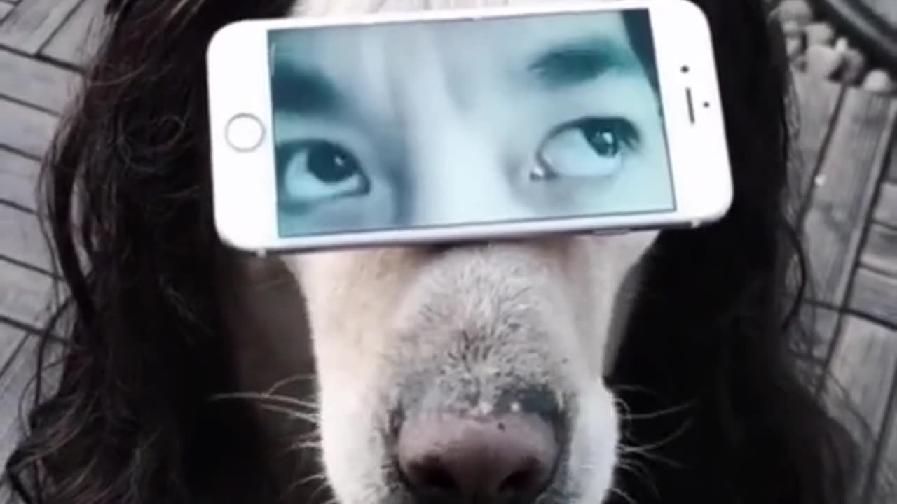 funny animals video😾🙀🦁